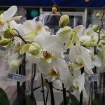 Bobby D 160558092 2590876124551891 1131385444104794568 n