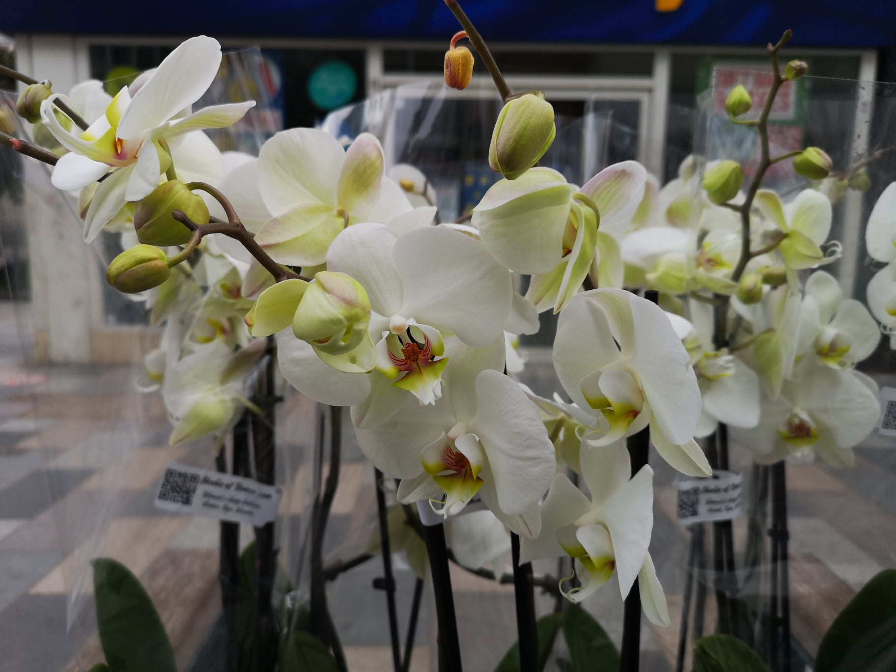 160558092 2590876124551891 1131385444104794568 n