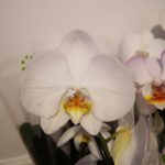 165434185 2599591863680317 7972961225828151108 n