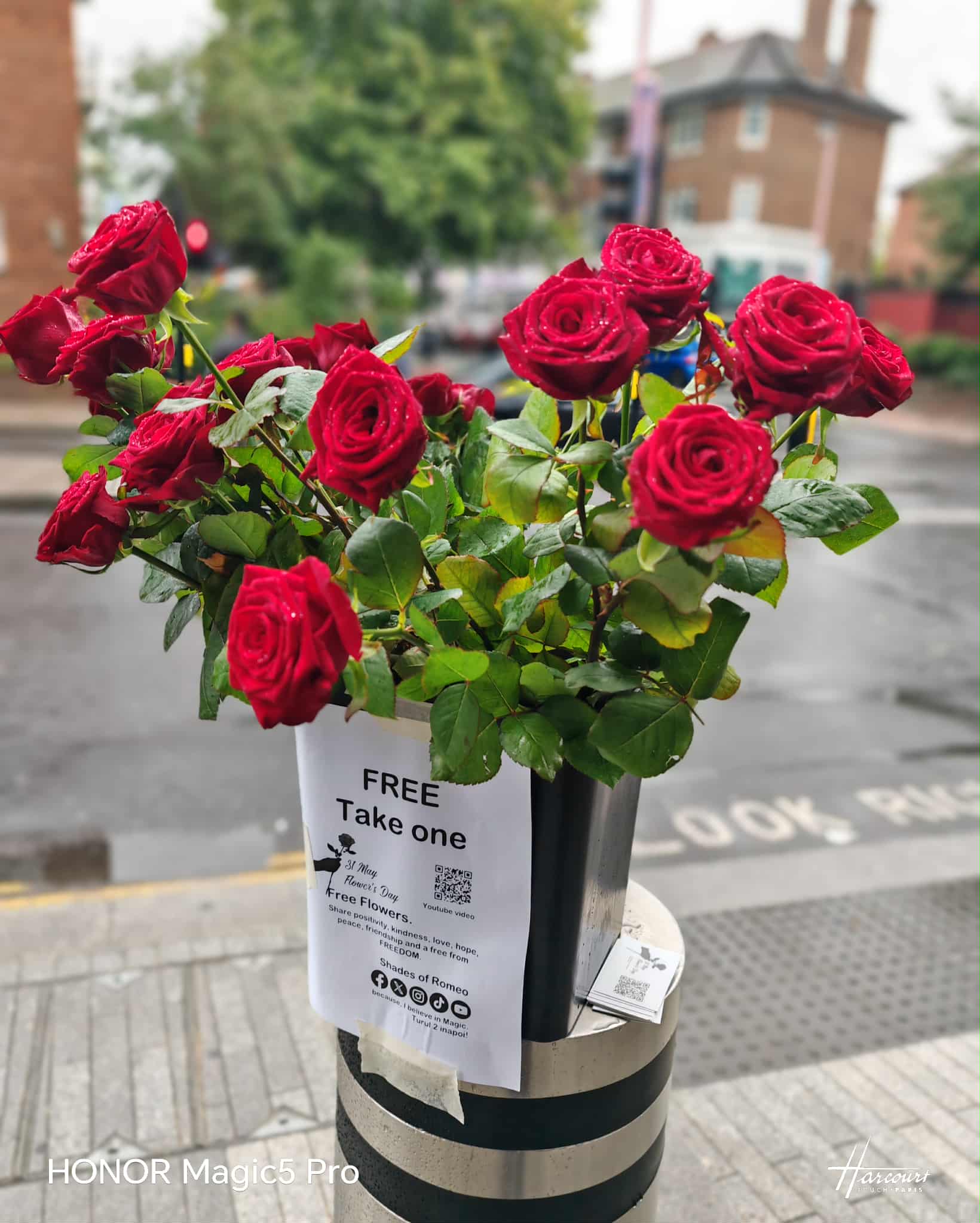 Home 31 May - Flower's day, free flowers.