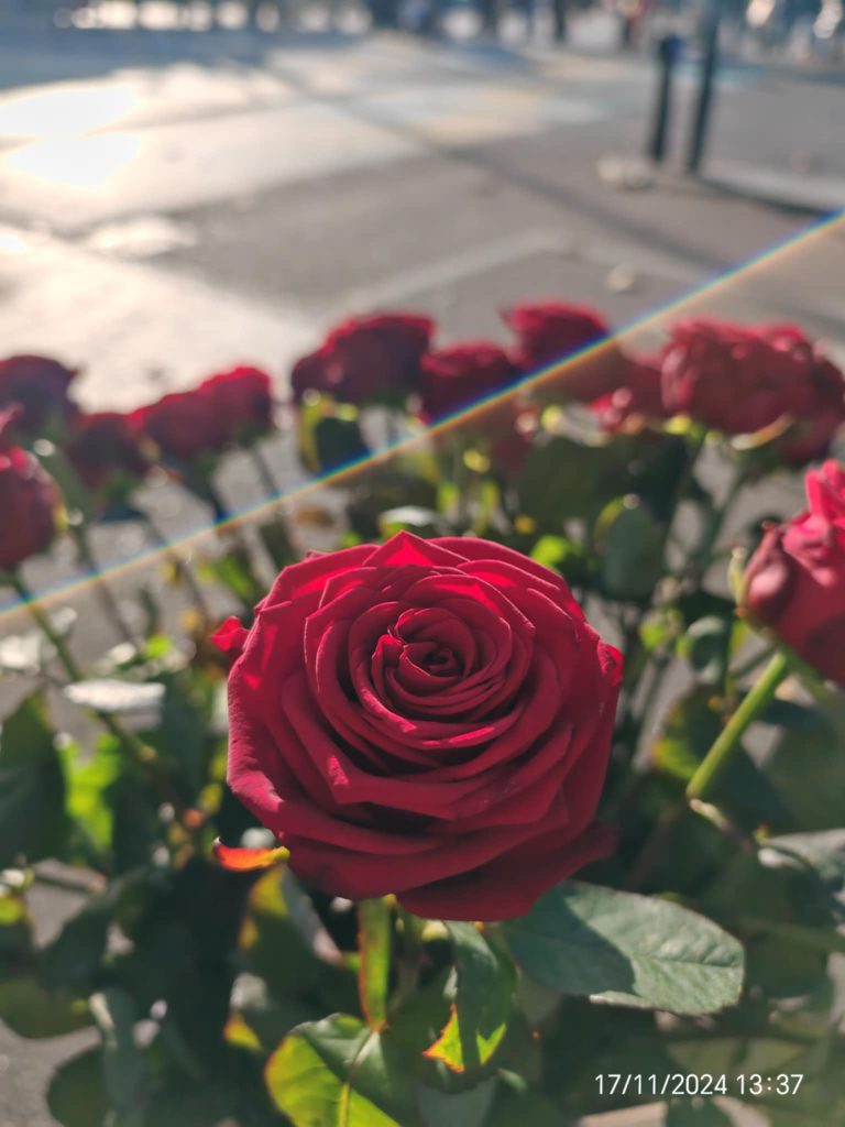 Shades of Romeo - 31 May - Flower