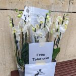 Bobby D 31 may - flower's day, free flowers