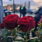 Shades of Romeo flower remembrance