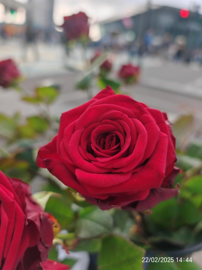 🌸 The Streets That Bloom