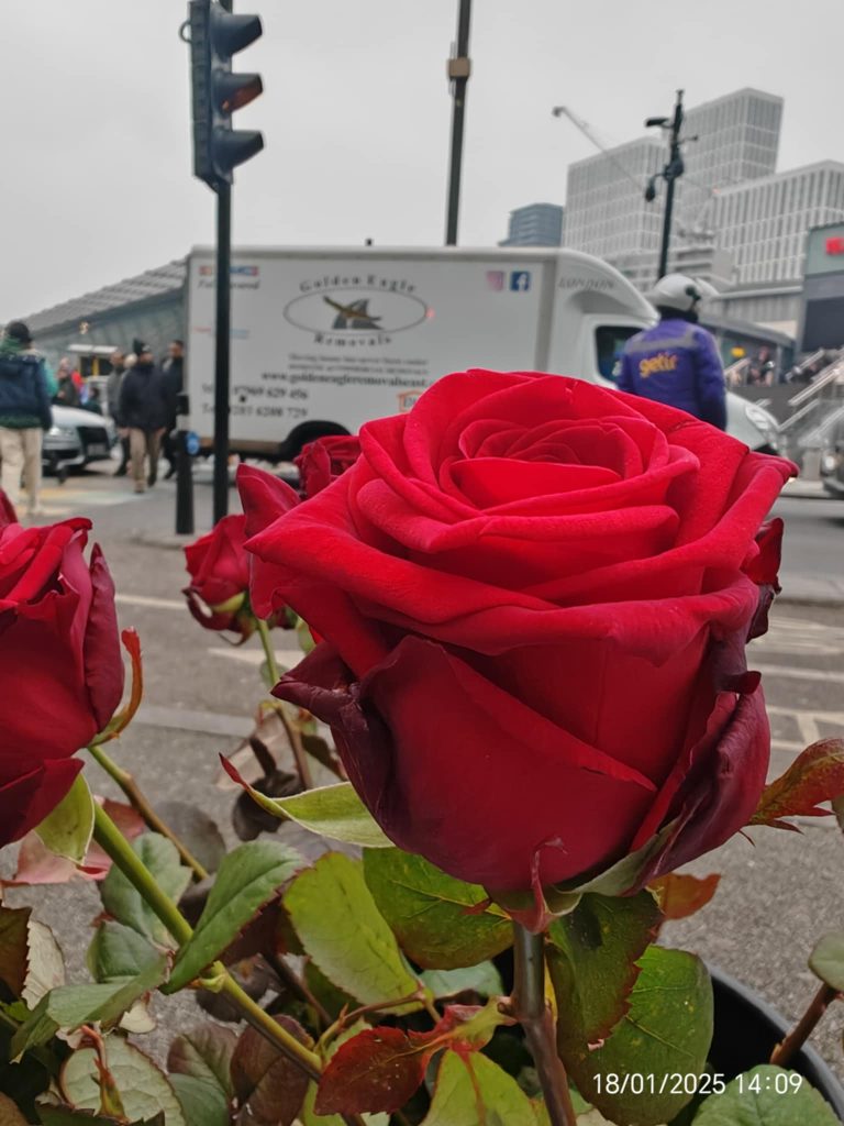 Shades of Romeo conscious flowers