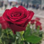 Shades of Romeo free flowers worldwide