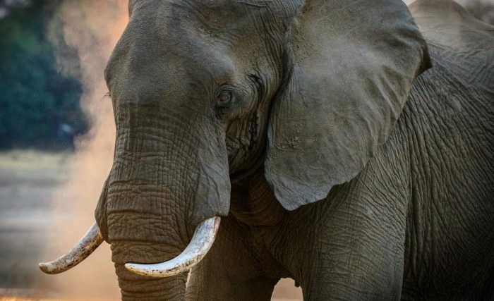 gray-elephant gray elephant